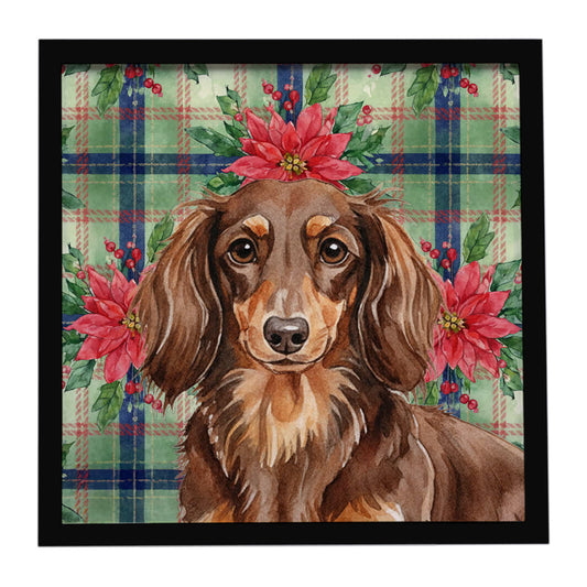 Buy this Longhaired Chocolate and Tan Dachshund Christmas PoinsettIas Framed Metal Print
