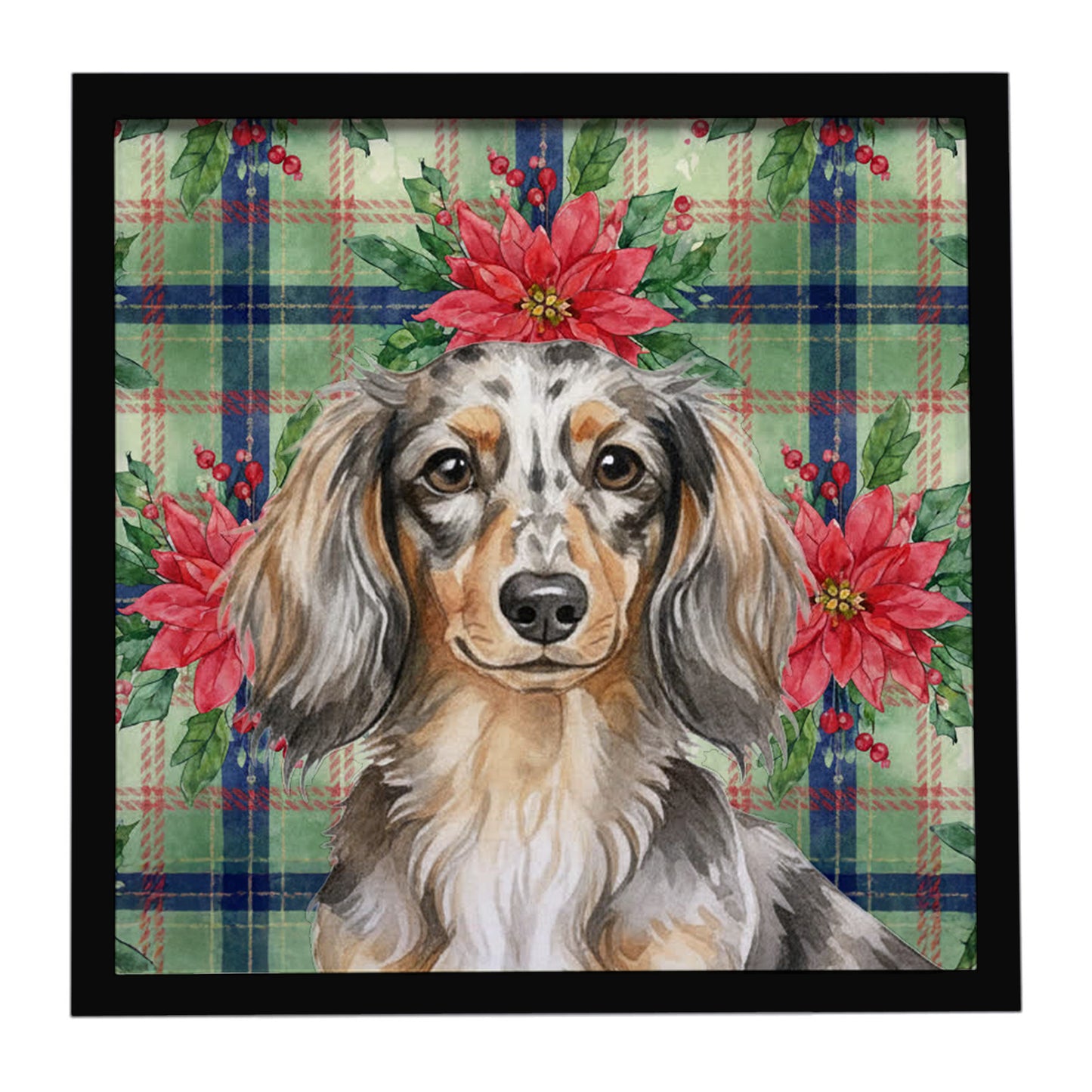 Buy this Longhaired Dapple Dachshund Christmas PoinsettIas Framed Metal Print