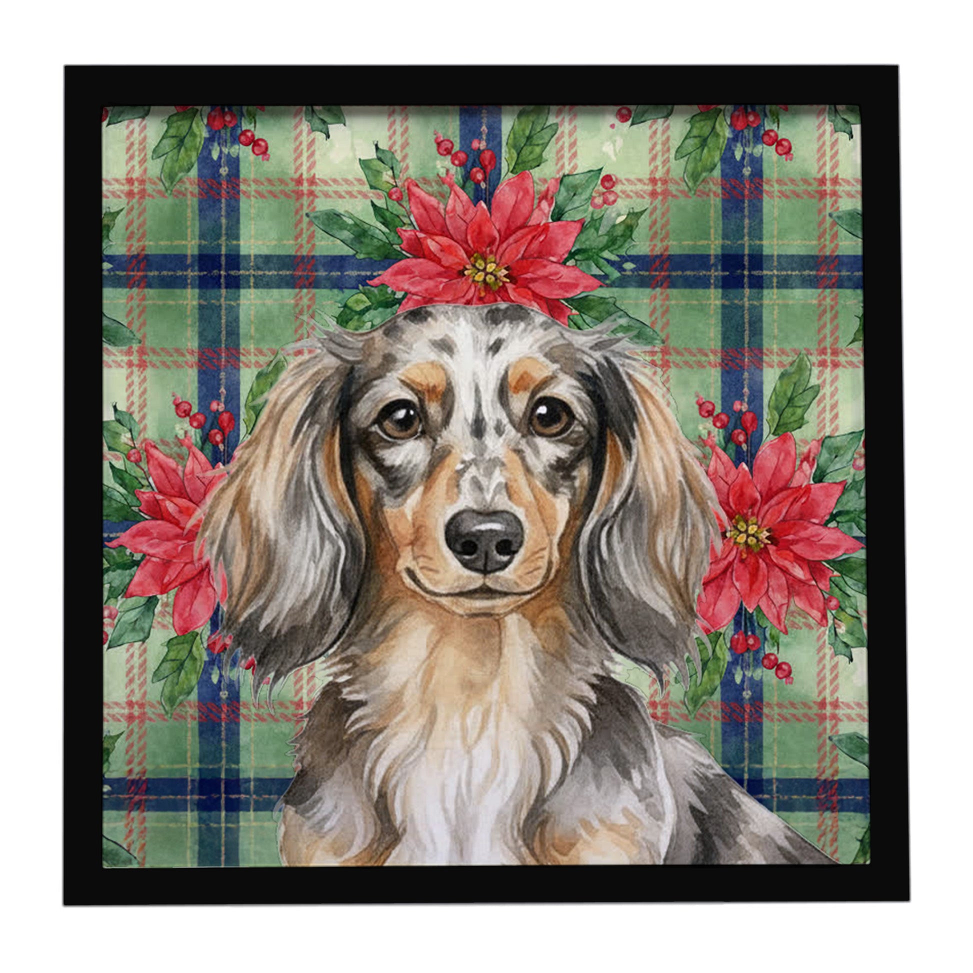 Buy this Longhaired Dapple Dachshund Christmas PoinsettIas Framed Metal Print