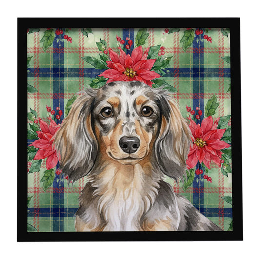Buy this Longhaired Dapple Dachshund Christmas PoinsettIas Framed Metal Print