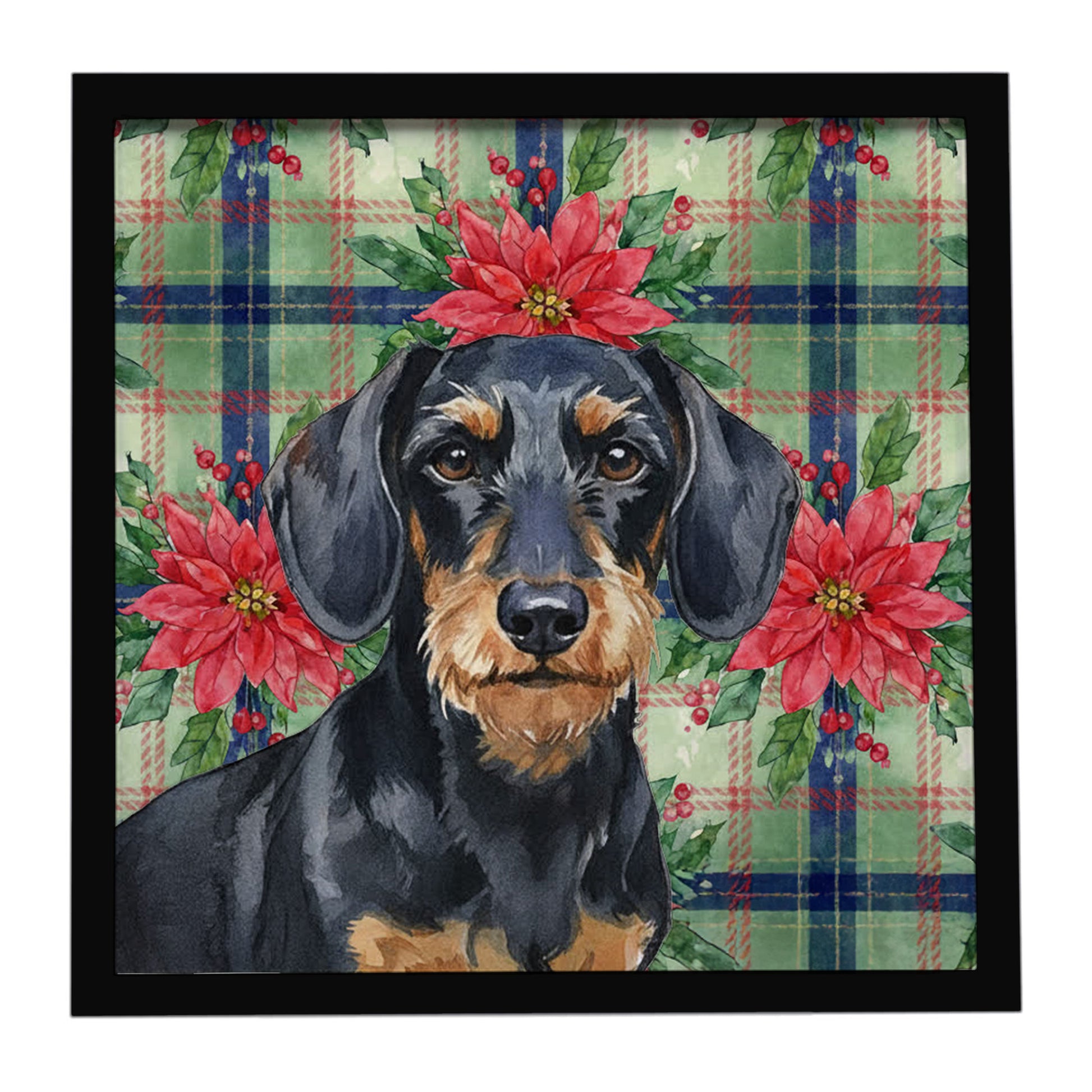 Buy this Wirehaired Black and Tan Dachshund Christmas PoinsettIas Framed Metal Print