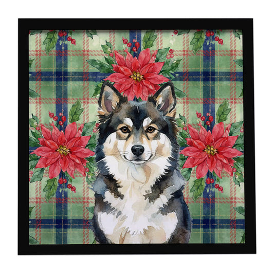 Buy this Finnish Lapphund Christmas PoinsettIas Framed Metal Print