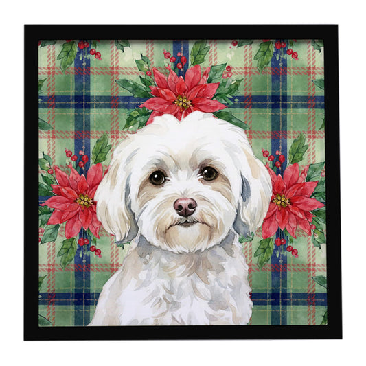 Buy this White Havanese Christmas PoinsettIas Framed Metal Print