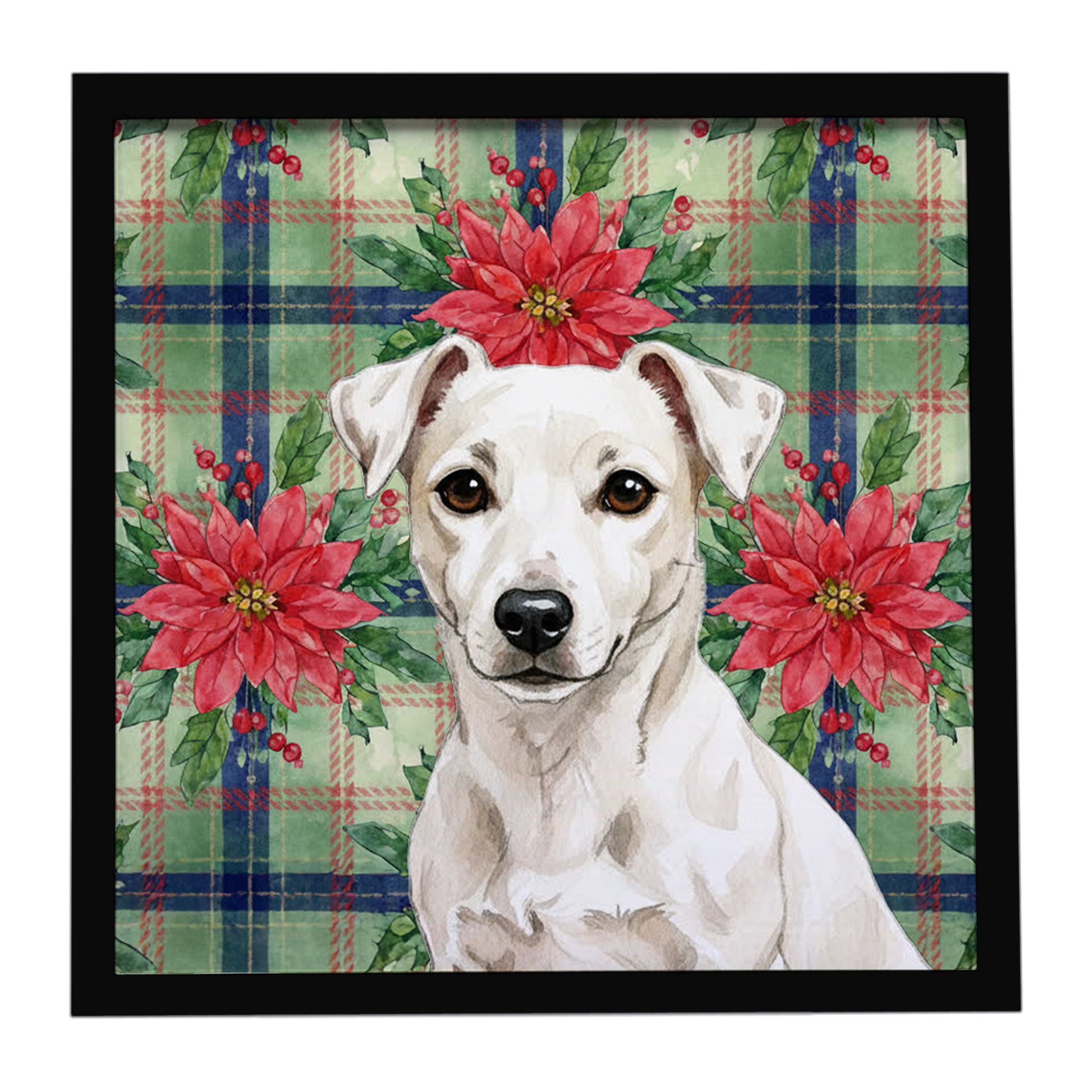 Buy this White Jack Russell Terrier Christmas PoinsettIas Framed Metal Print