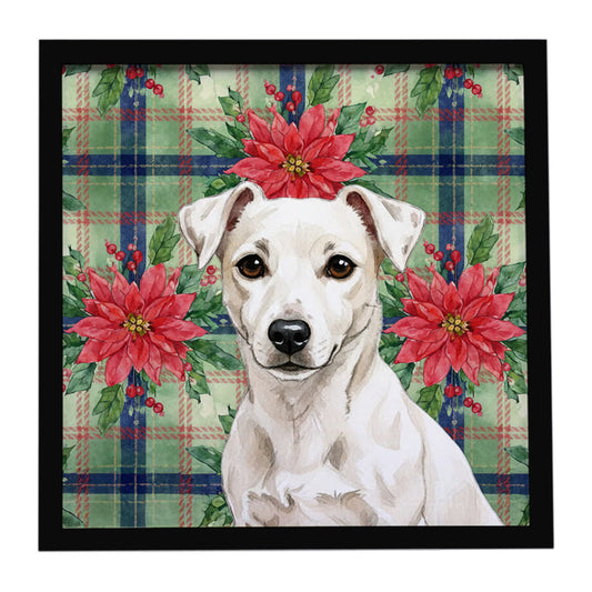 Buy this White Jack Russell Terrier Christmas PoinsettIas Framed Metal Print