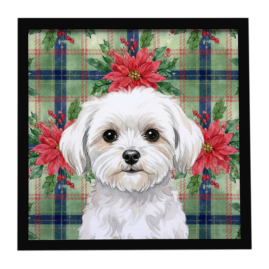 Buy this Maltese Christmas PoinsettIas Framed Metal Print