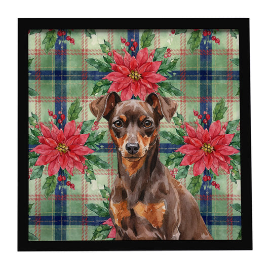 Buy this Chocolate and Rust Miniature Pinscher Min Pin Christmas PoinsettIas Framed Metal Print