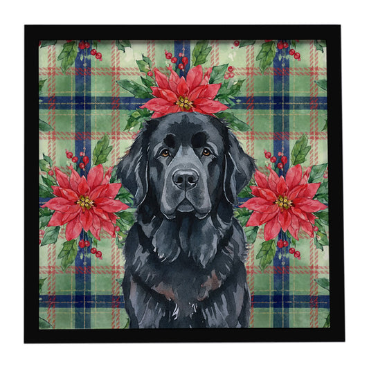 Buy this Black Newfoundland Christmas PoinsettIas Framed Metal Print