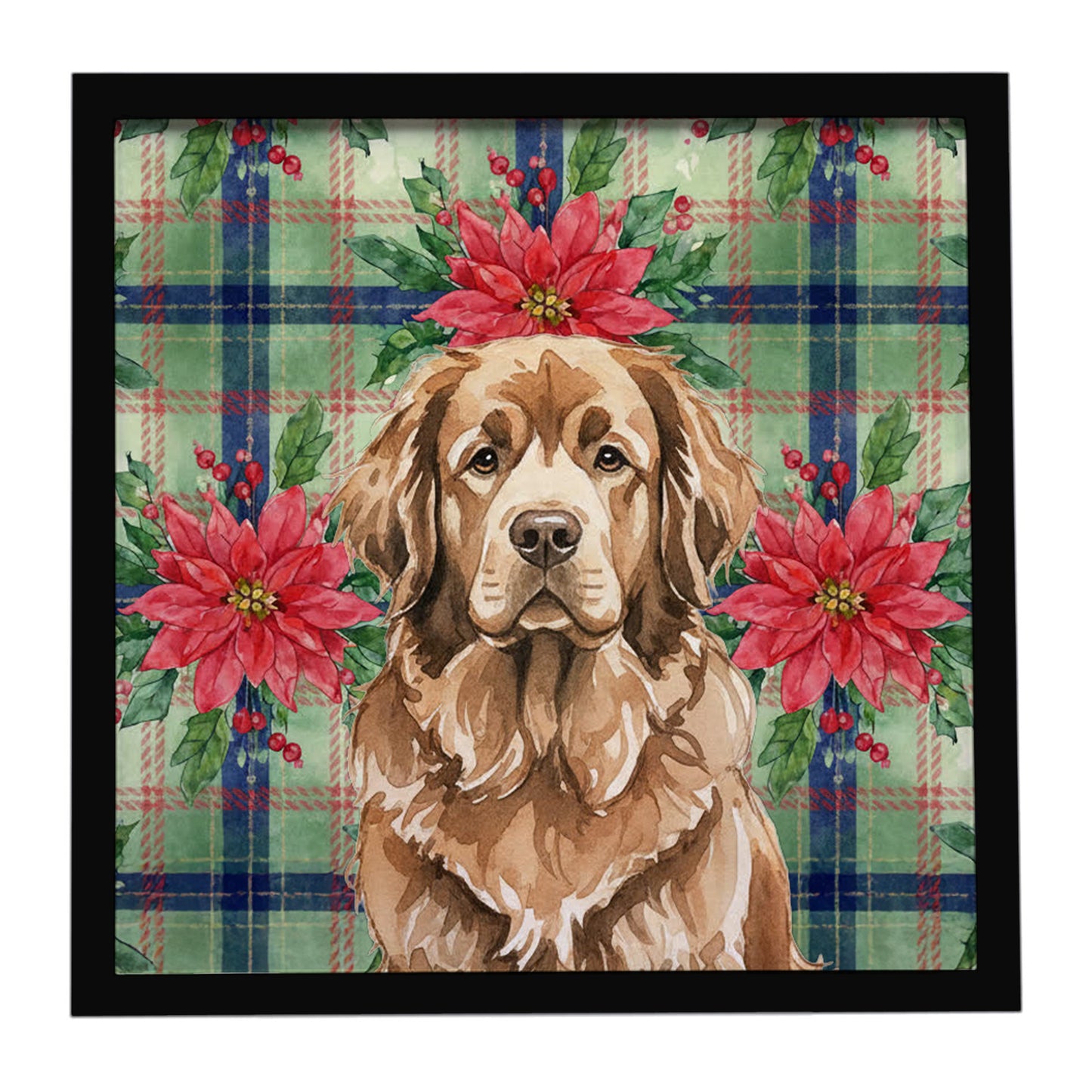 Buy this Brown Newfoundland Christmas PoinsettIas Framed Metal Print