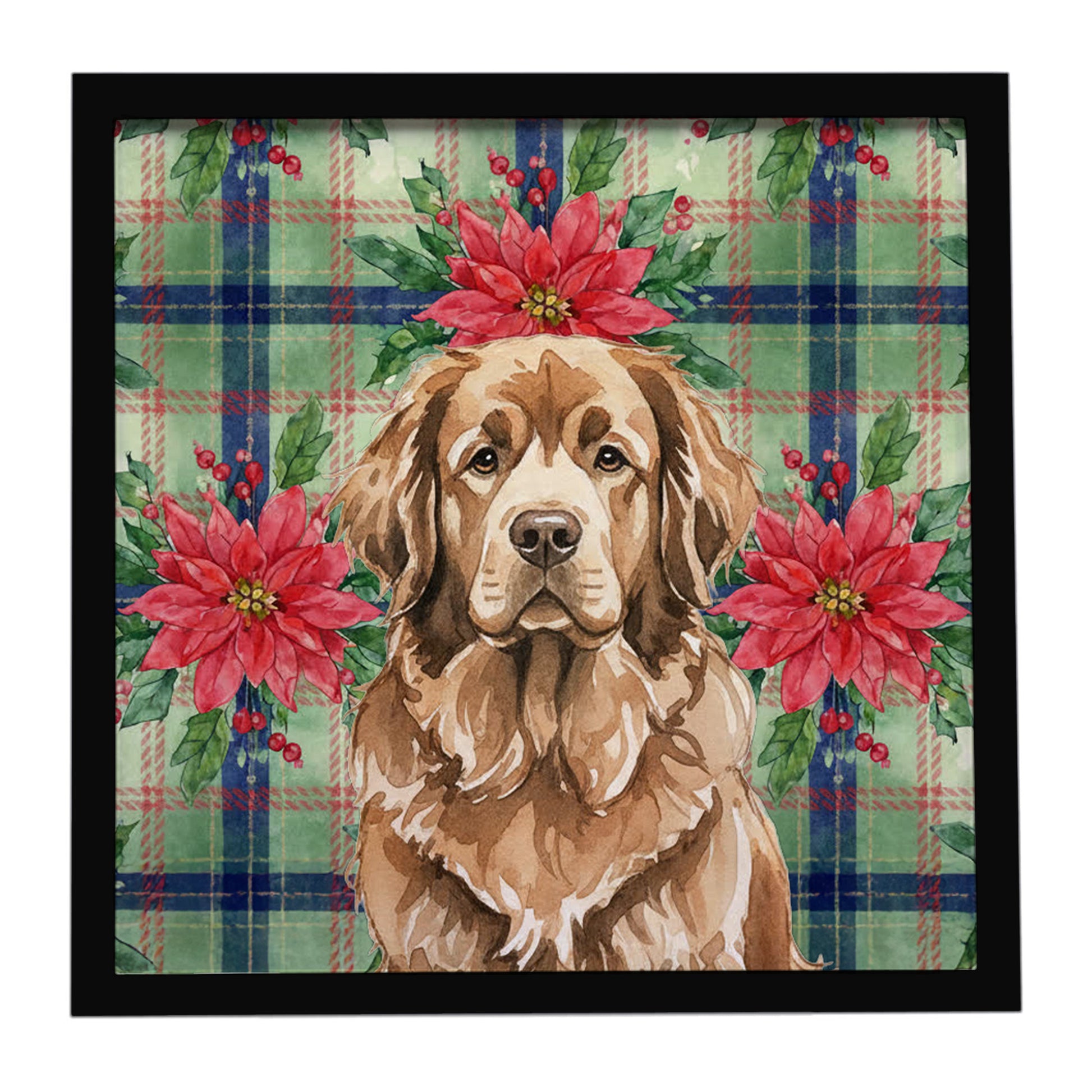 Buy this Brown Newfoundland Christmas PoinsettIas Framed Metal Print