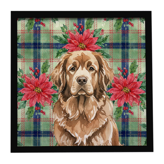Buy this Brown Newfoundland Christmas PoinsettIas Framed Metal Print