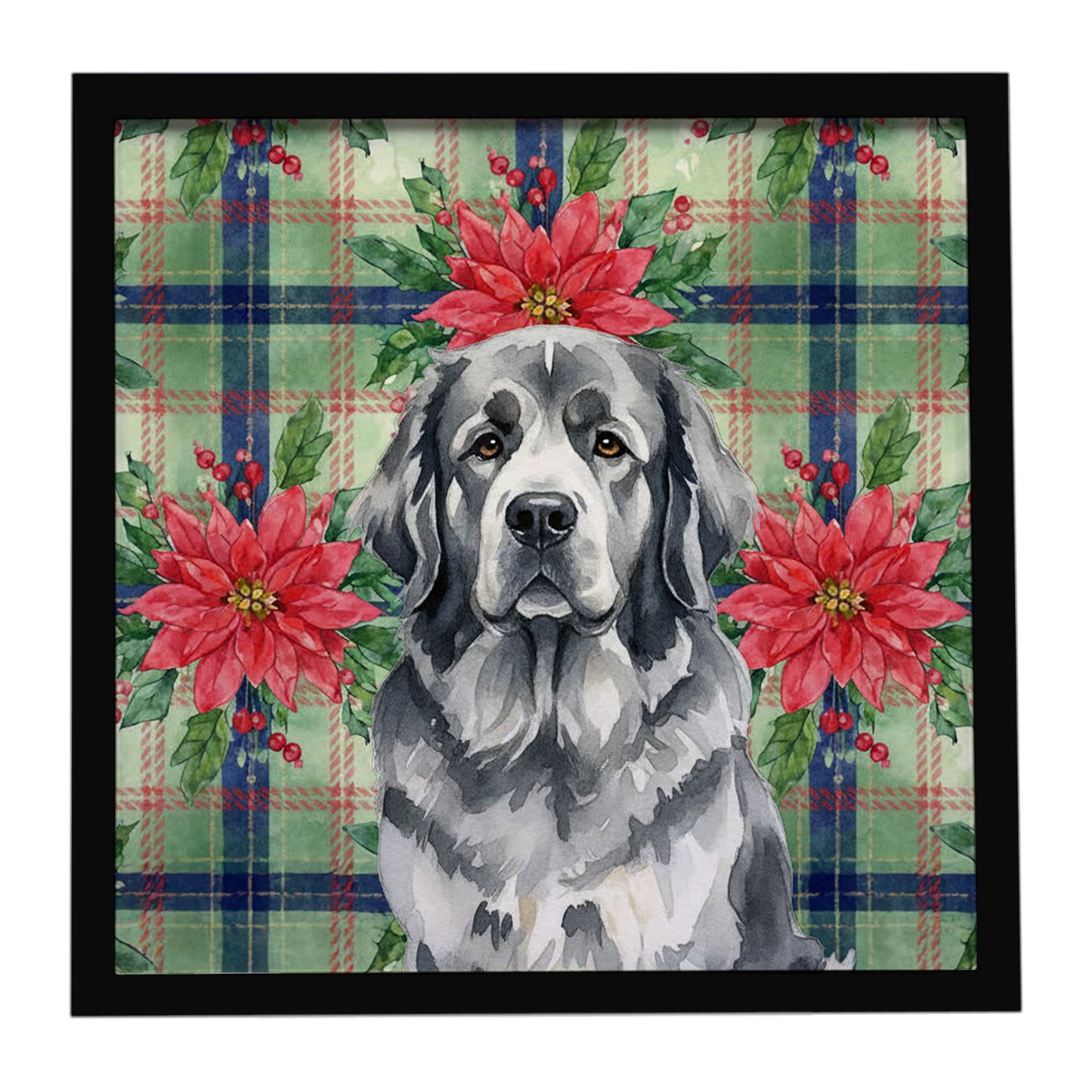 Buy this Gray Newfoundland Christmas PoinsettIas Framed Metal Print