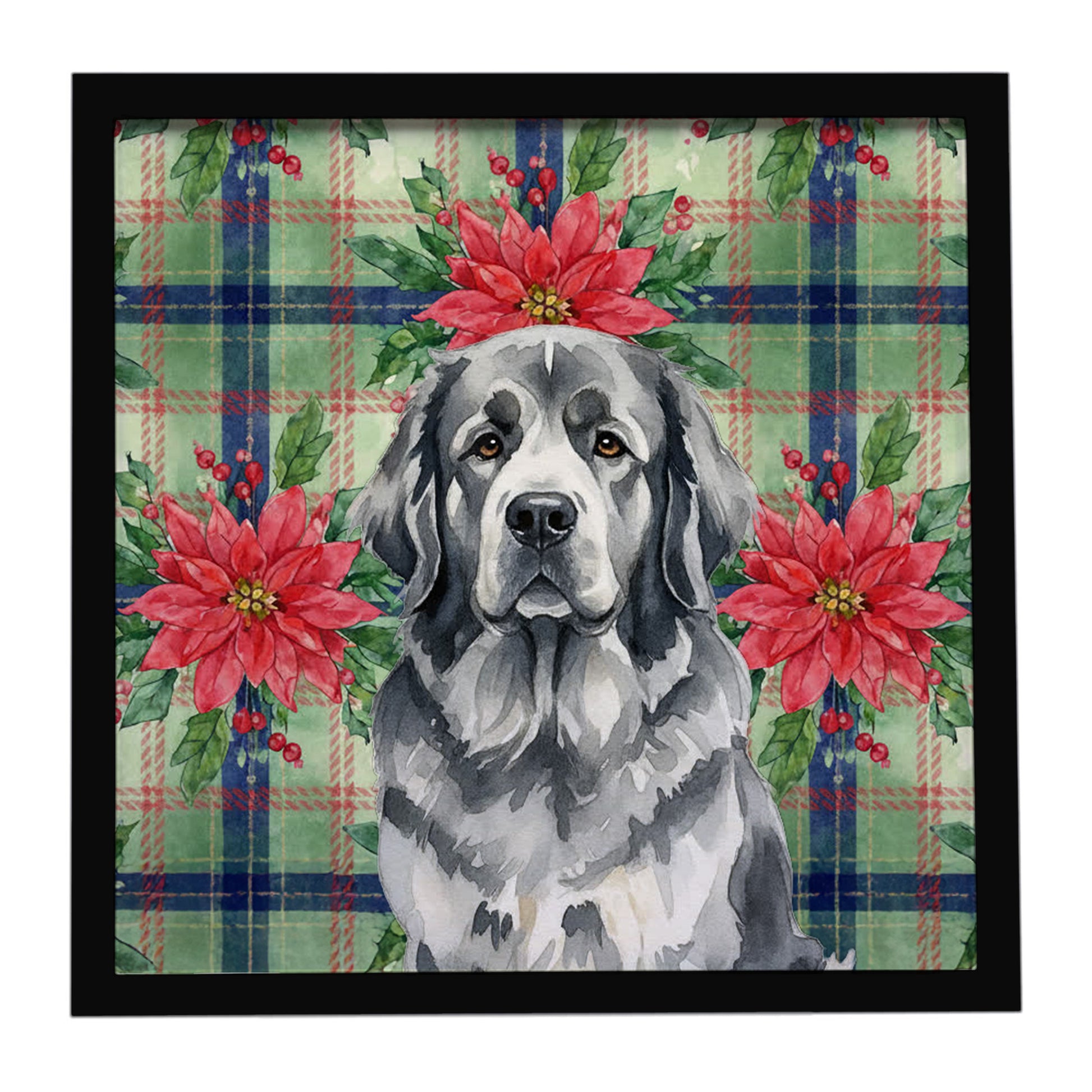 Buy this Gray Newfoundland Christmas PoinsettIas Framed Metal Print