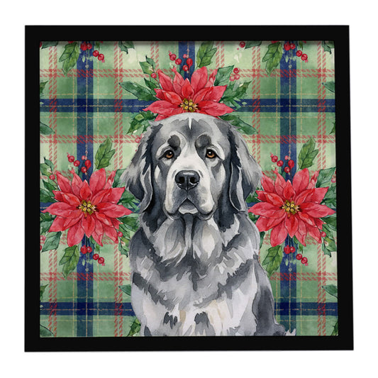 Buy this Gray Newfoundland Christmas PoinsettIas Framed Metal Print