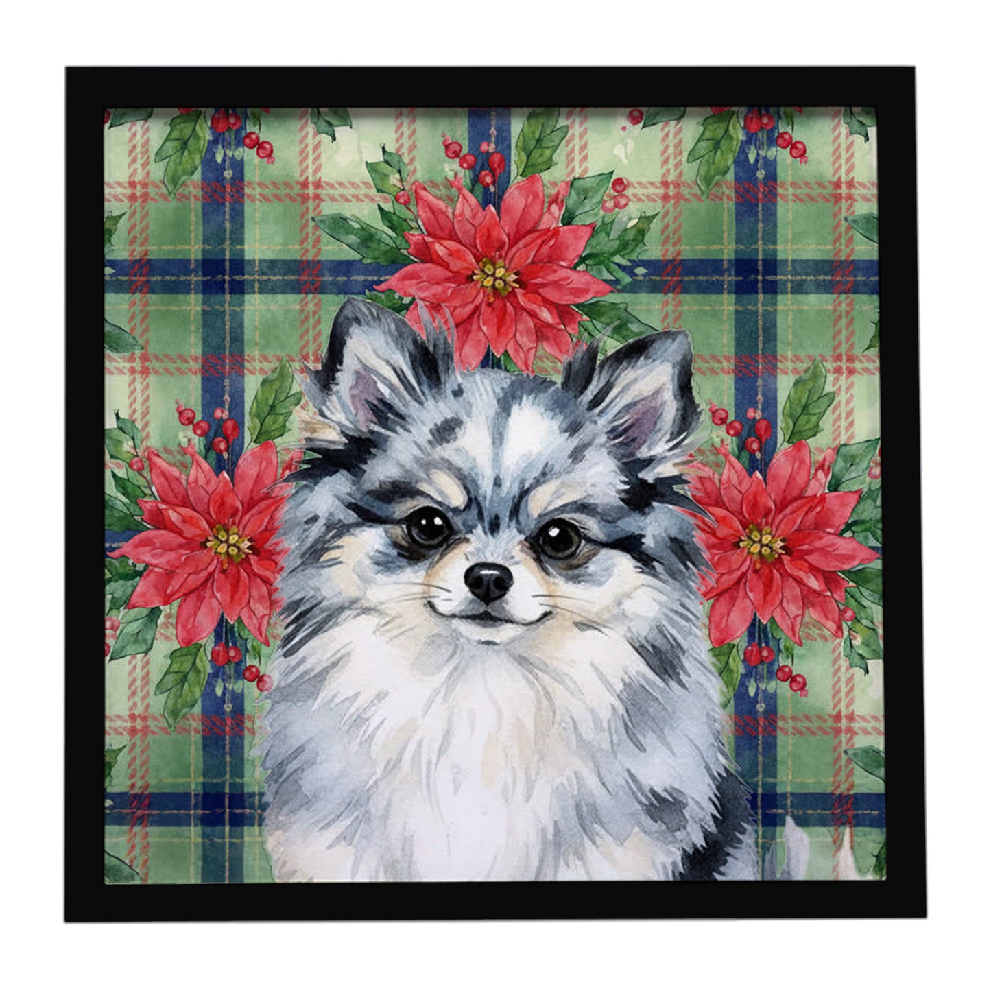 Buy this Blue Merle Pomeranian Christmas PoinsettIas Framed Metal Print
