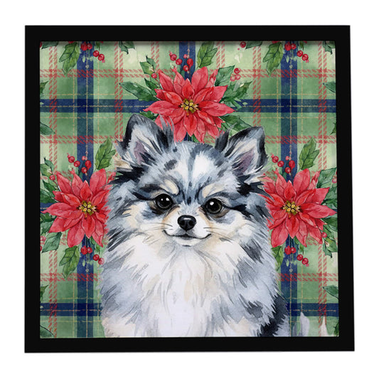 Buy this Blue Merle Pomeranian Christmas PoinsettIas Framed Metal Print