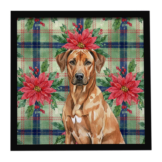 Buy this Rhodesian Ridgeback Christmas PoinsettIas Framed Metal Print