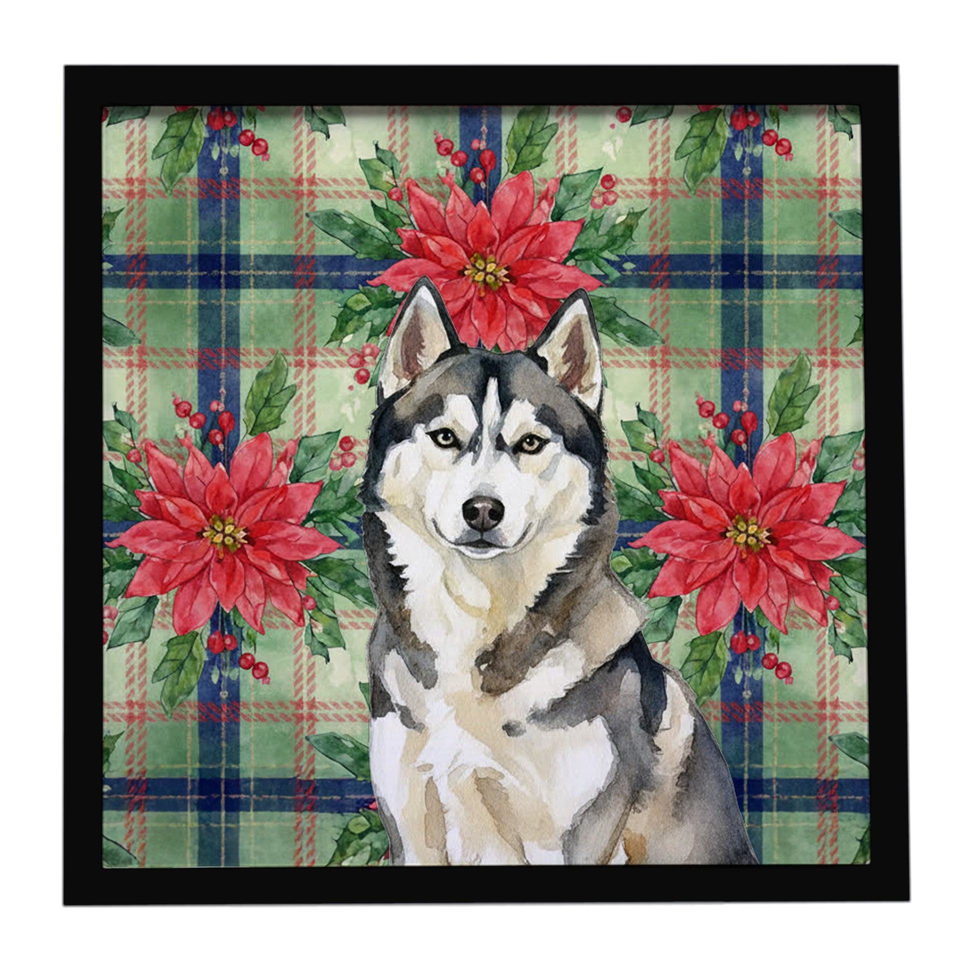 Buy this Agouti Siberian Husky Christmas PoinsettIas Framed Metal Print