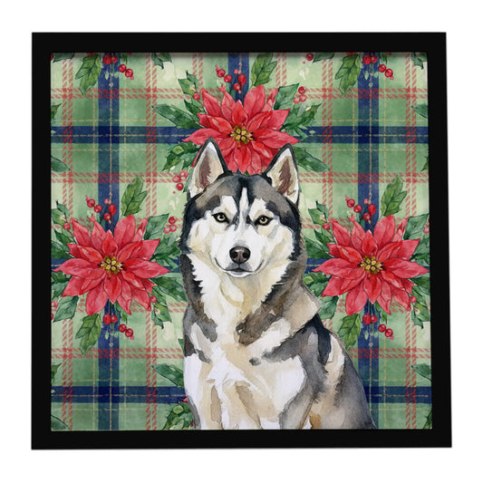 Buy this Agouti Siberian Husky Christmas PoinsettIas Framed Metal Print