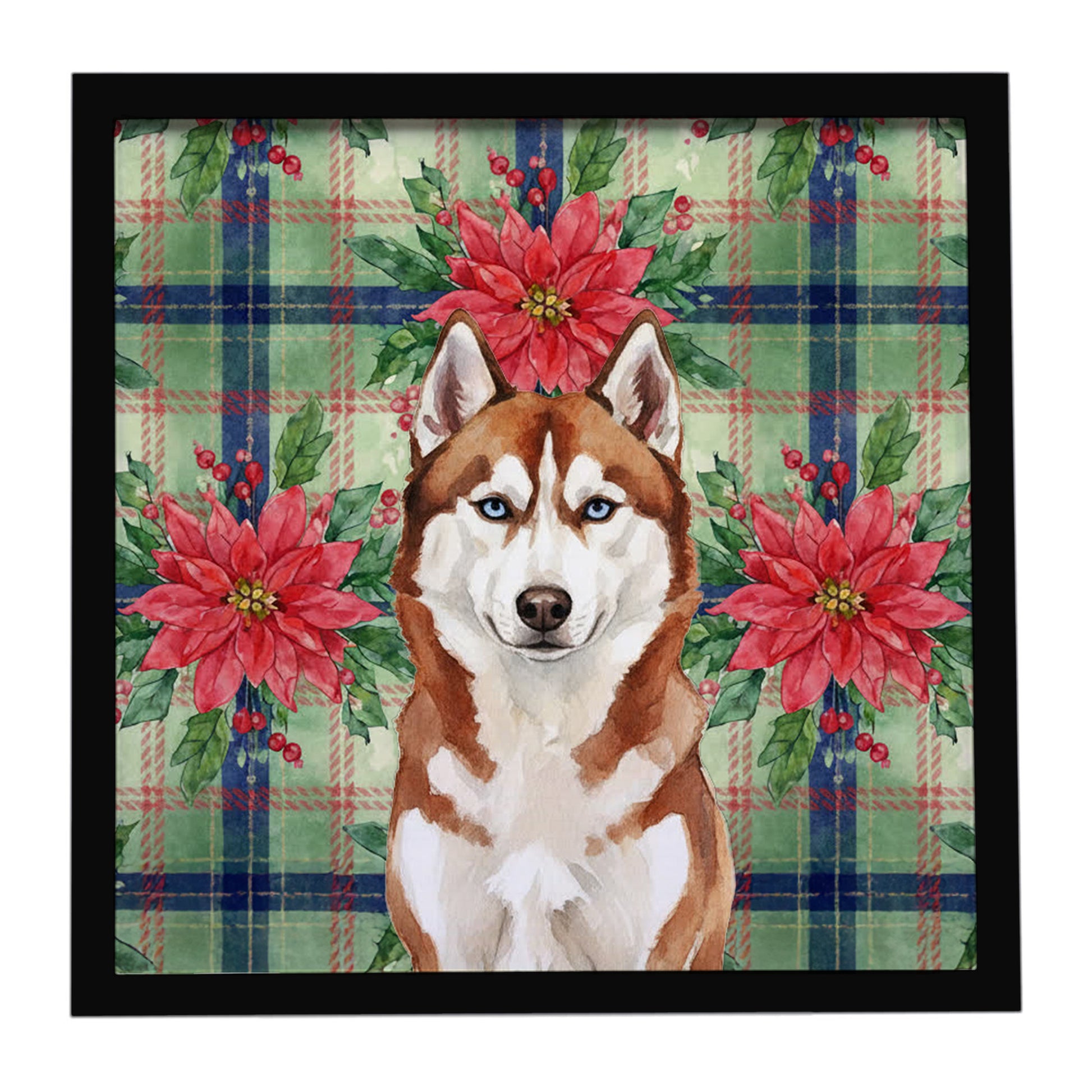 Buy this Red and White Siberian Husky Christmas PoinsettIas Framed Metal Print
