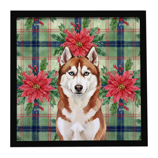 Buy this Red and White Siberian Husky Christmas PoinsettIas Framed Metal Print